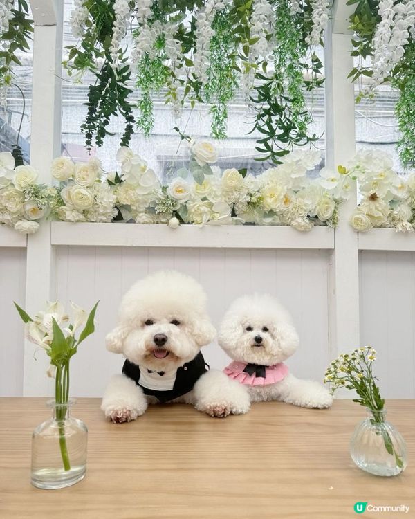 狗狗🍠室內打卡餐廳 -- Days in the Sun Café