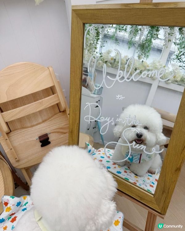 狗狗🍠室內打卡餐廳 -- Days in the Sun Café