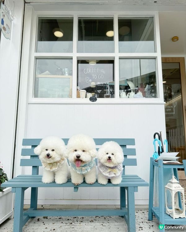 狗狗🍠室內打卡餐廳 -- Days in the Sun Café