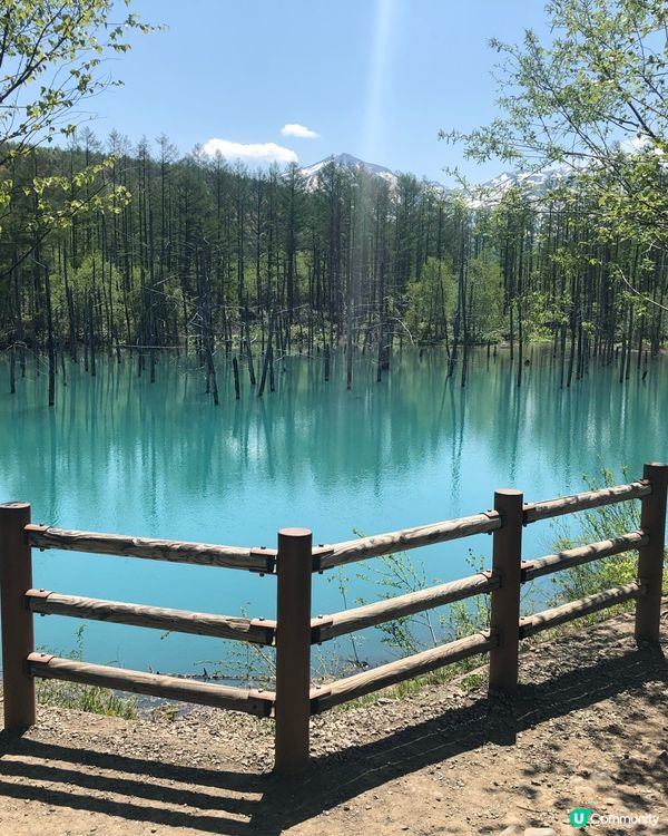 北海道必去打卡點！💙 白金青池美到爆💥