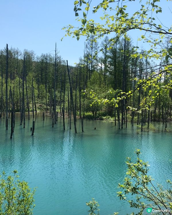 北海道必去打卡點！💙 白金青池美到爆💥