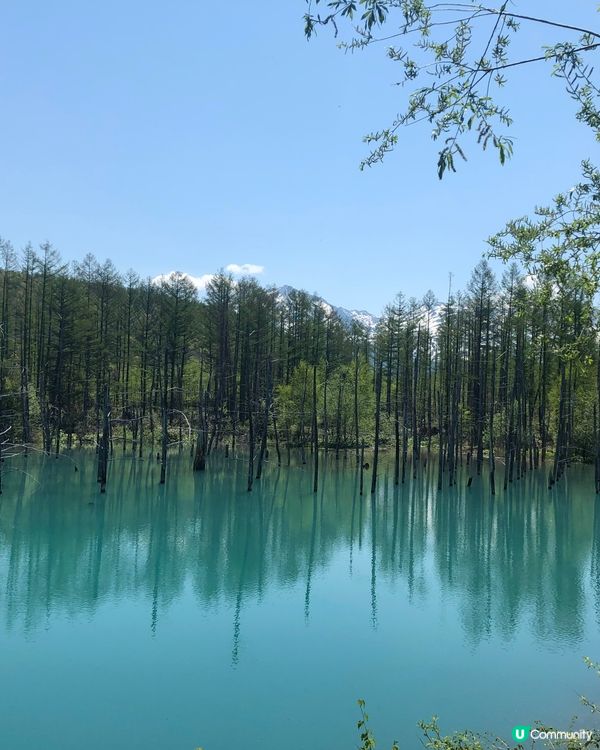 北海道必去打卡點！💙 白金青池美到爆💥