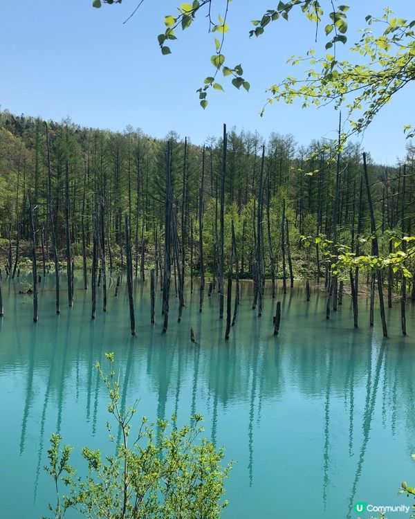 北海道必去打卡點！💙 白金青池美到爆💥