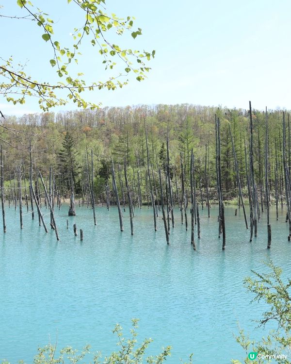 北海道必去打卡點！💙 白金青池美到爆💥