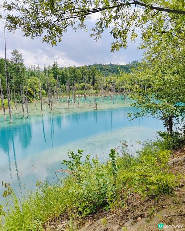 北海道必去打卡點！💙 白金青池美到爆💥