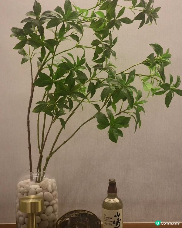 🤩感受順德🤩