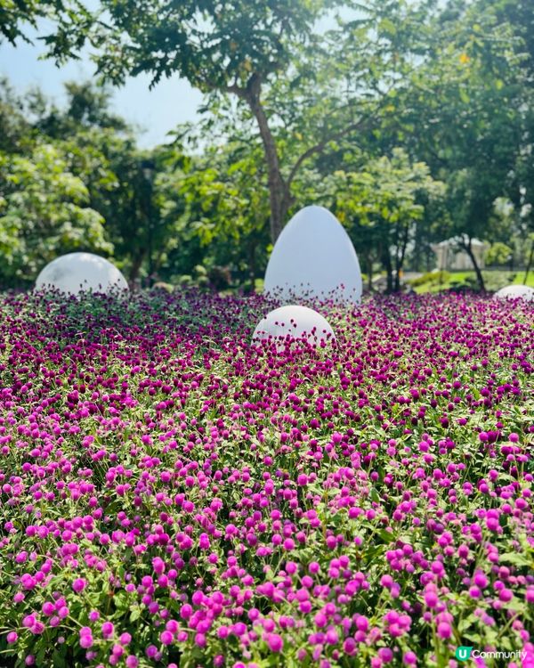 天水圍花海🌺還有星星💫月亮🌙恐龍蛋呀🥚