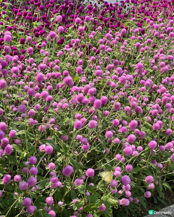 天水圍花海🌺還有星星💫月亮🌙恐龍蛋呀🥚