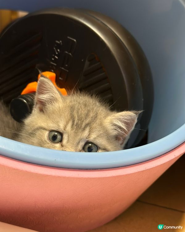 我的Tororo 最愛是玩玩具, 無論是瑜珈輪,小屋,或是蘿...