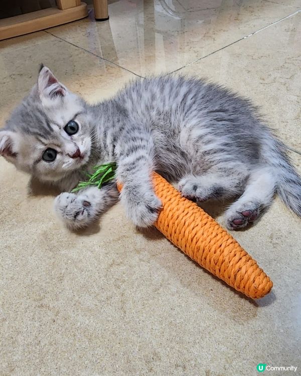 我的Tororo 最愛是玩玩具, 無論是瑜珈輪,小屋,或是蘿...