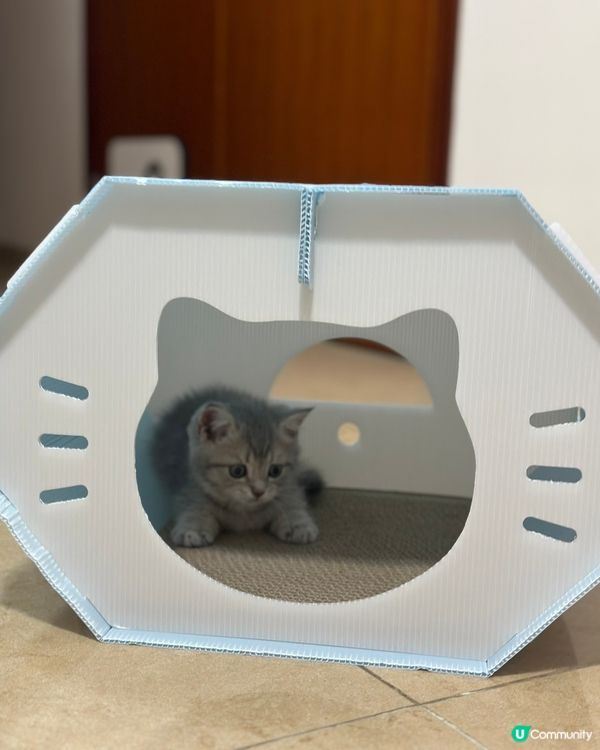 我的Tororo 最愛是玩玩具, 無論是瑜珈輪,小屋,或是蘿...