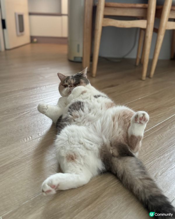 異短兄妹，哥哥：笨笨4歲，妹妹：妹子3歲