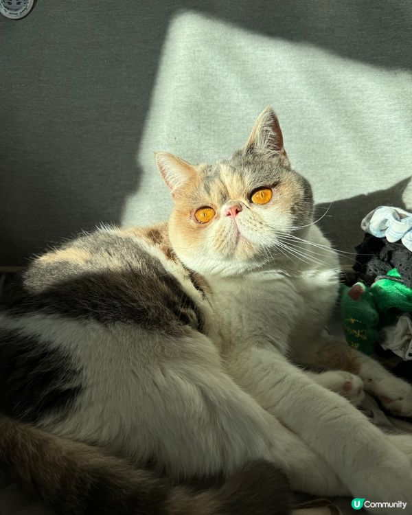 異短兄妹，哥哥：笨笨4歲，妹妹：妹子3歲