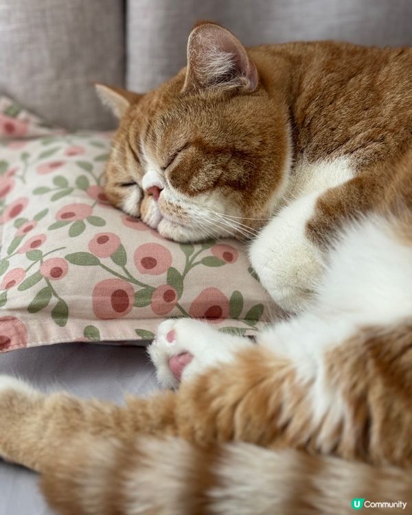 異短兄妹，哥哥：笨笨4歲，妹妹：妹子3歲