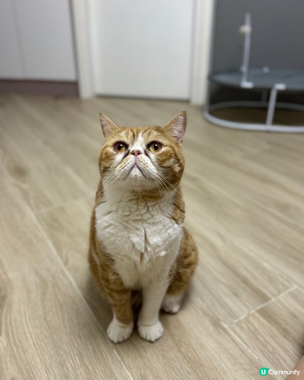 異短兄妹，哥哥：笨笨4歲，妹妹：妹子3歲