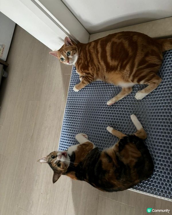 你家的毛孩叫yuzu、mikan兩個好少會埋一齊