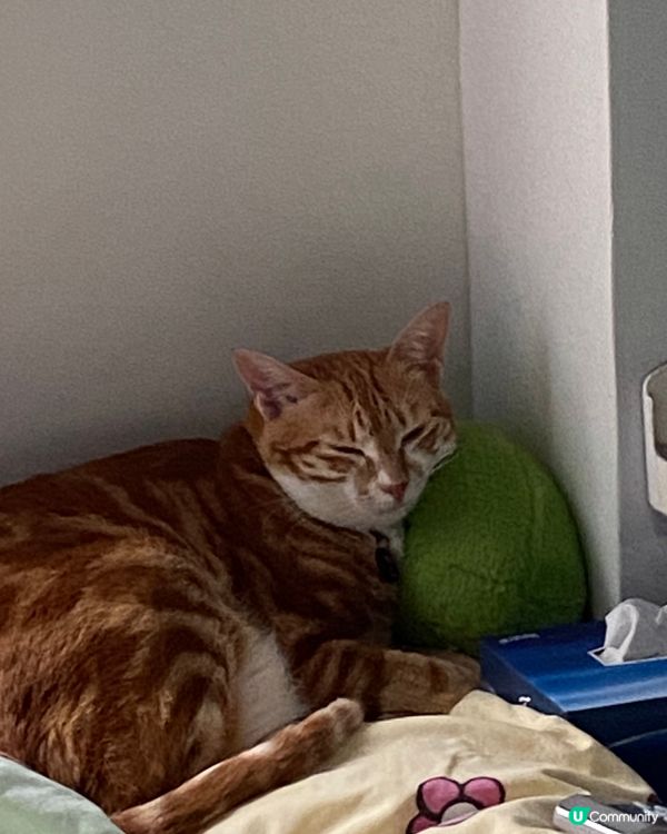 你家的毛孩叫yuzu、mikan兩個好少會埋一齊