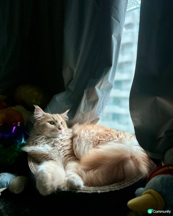 大家好，我叫比比，今年三歲啦。我係大大嚿，但係膽細細嘅緬因貓...