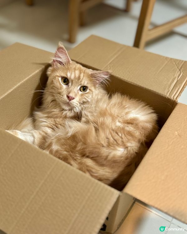 大家好，我叫比比，今年三歲啦。我係大大嚿，但係膽細細嘅緬因貓...