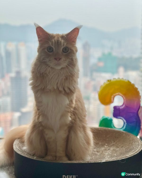 大家好，我叫比比，今年三歲啦。我係大大嚿，但係膽細細嘅緬因貓...