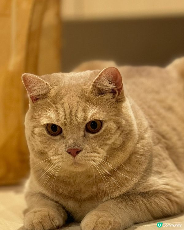 我的主子叫oil，是一隻英國短毛猫，面圓圓，擁有金黃色毛髮，...