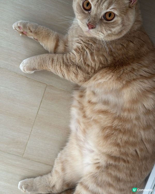 我的主子叫oil，是一隻英國短毛猫，面圓圓，擁有金黃色毛髮，...