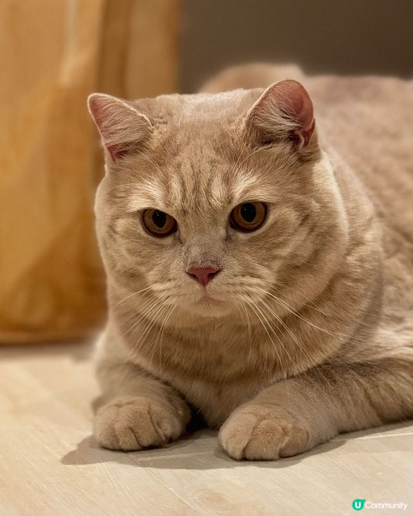 我的主子叫oil，是一隻英國短毛猫，面圓圓，擁有金黃色毛髮，...