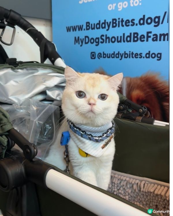 Lovely cat，乖貓貓，聽話有反應鍾意伸舌頭，留意身邊...