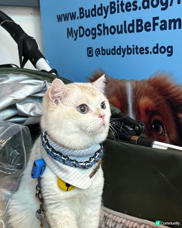 Lovely cat，乖貓貓，聽話有反應鍾意伸舌頭，留意身邊...