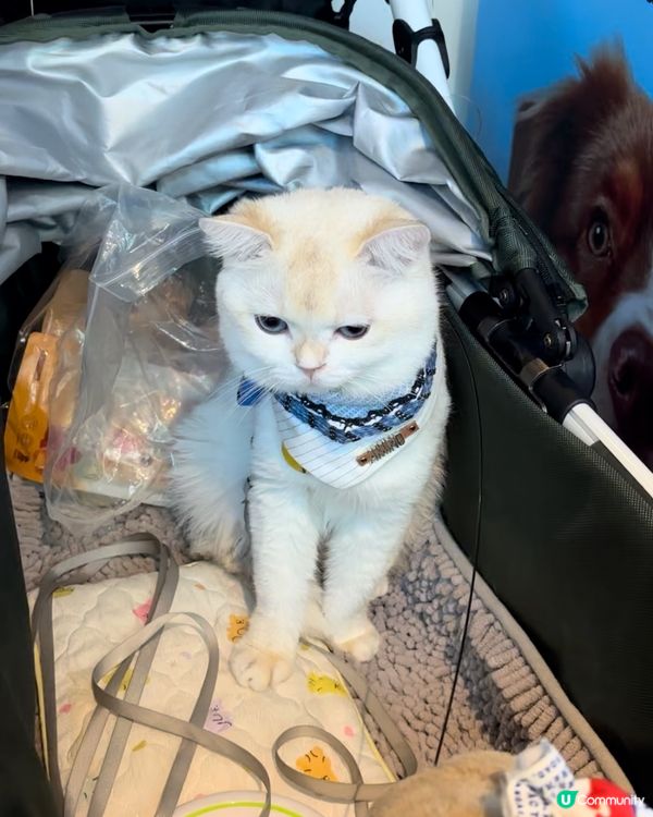 Lovely cat，乖貓貓，聽話有反應鍾意伸舌頭，留意身邊...