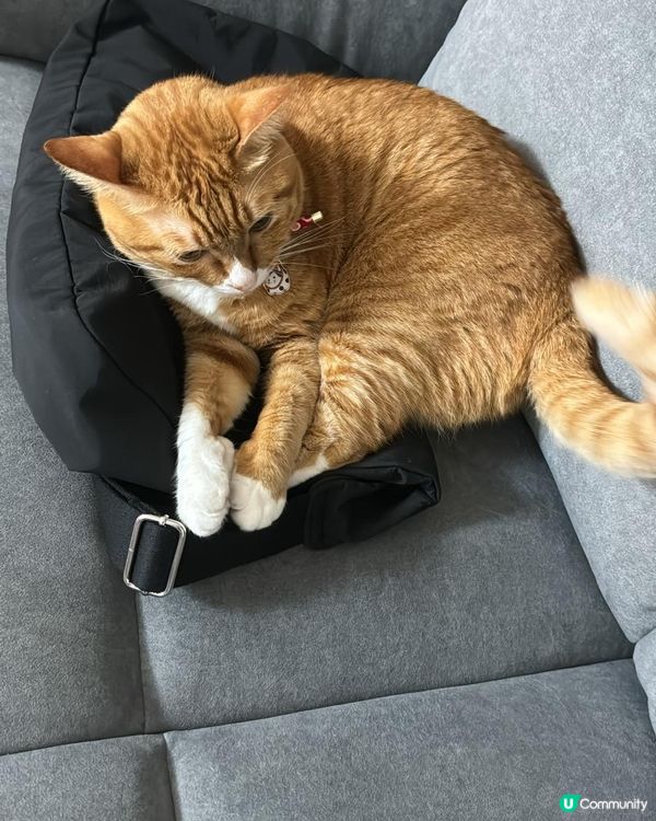 佢叫kimba, 我係個妹妹。屋企人的寶貝。有少少公主病，但...