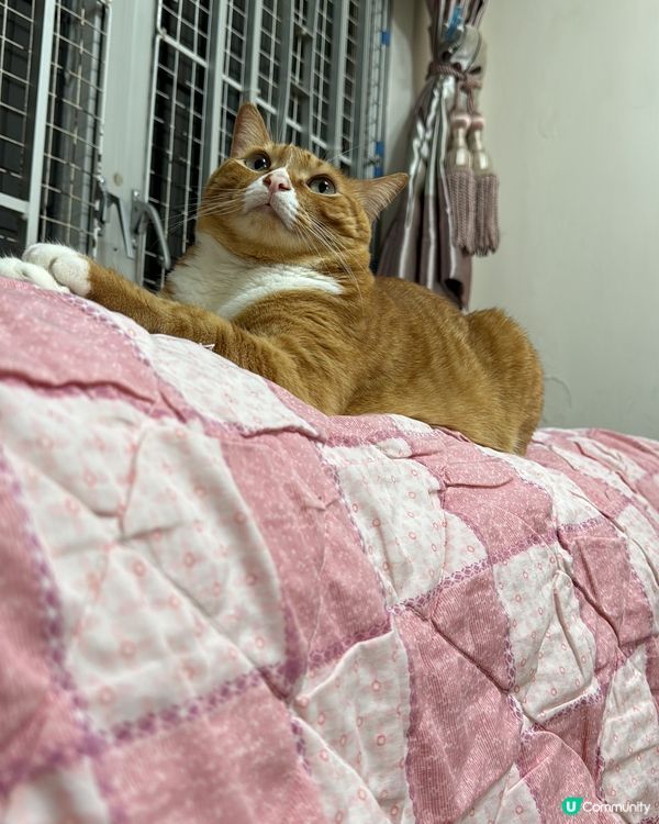 佢叫kimba, 我係個妹妹。屋企人的寶貝。有少少公主病，但...