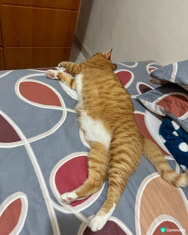 佢叫kimba, 我係個妹妹。屋企人的寶貝。有少少公主病，但...