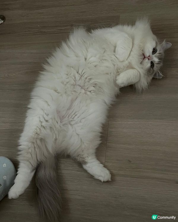 雪寶好痴身,最中意扮靚靚同擺懶