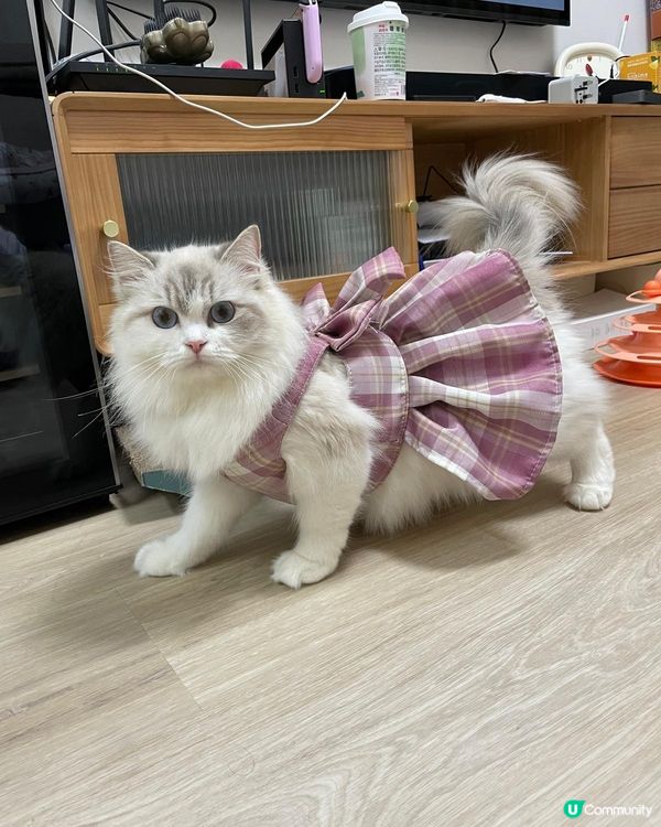 雪寶好痴身,最中意扮靚靚同擺懶