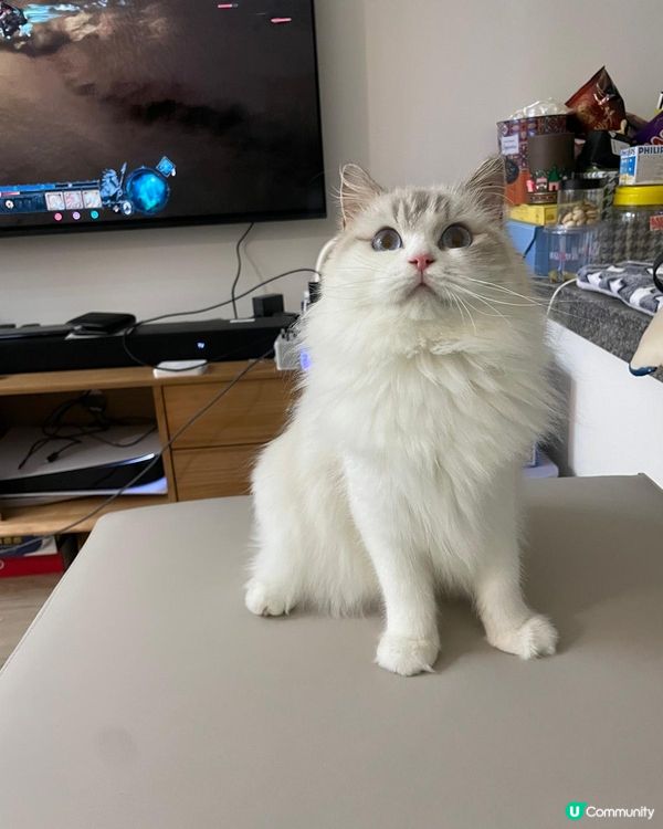 雪寶好痴身,最中意扮靚靚同擺懶