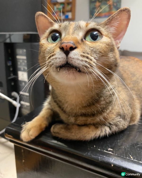 8歲嘅肥貓仔and 5歲妹妹，兩隻都係被前主人棄養，妹妹目前...