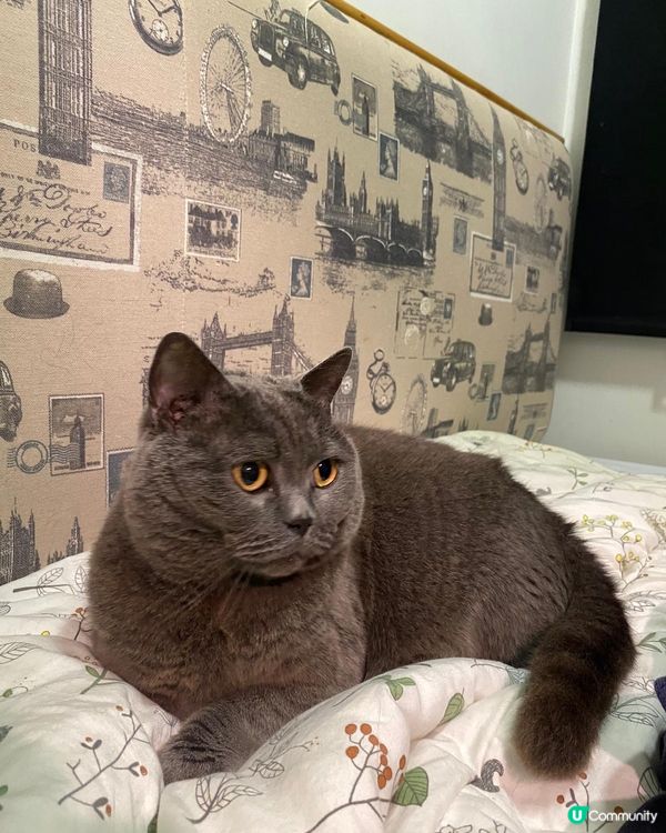 8歲嘅肥貓仔and 5歲妹妹，兩隻都係被前主人棄養，妹妹目前...