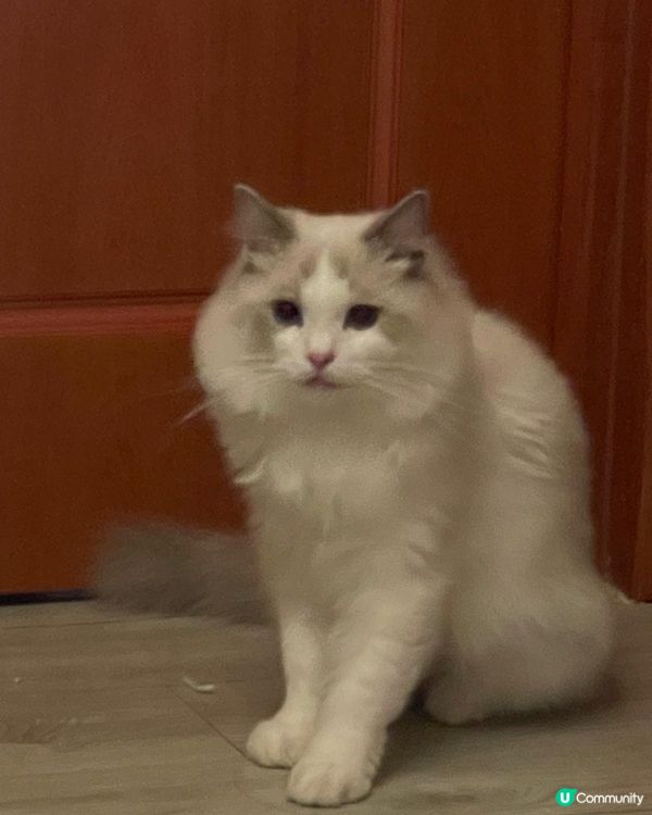 我家有三隻布偶貓和一隻緬因貓，牠們介乎三歲至四歲，平日最喜歡...