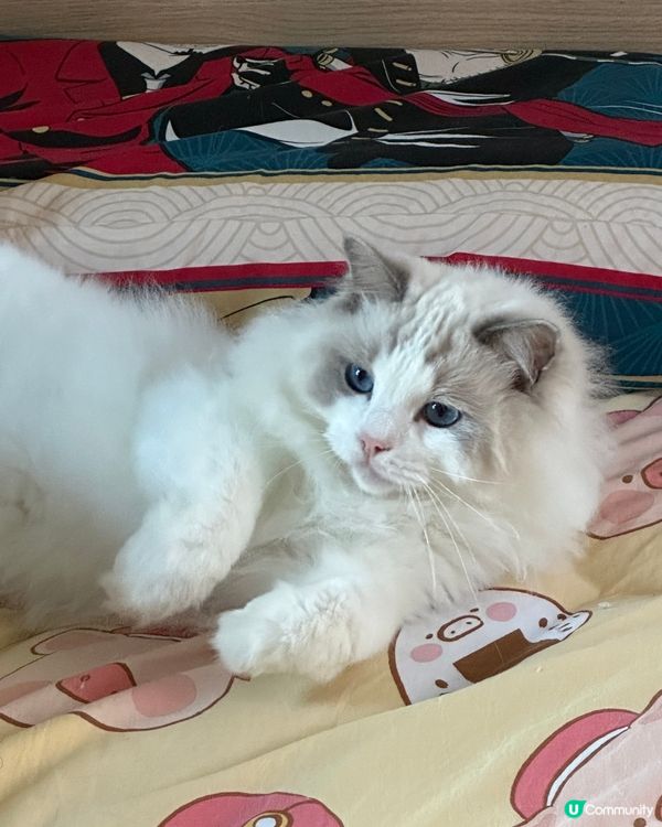 我家有三隻布偶貓和一隻緬因貓，牠們介乎三歲至四歲，平日最喜歡...