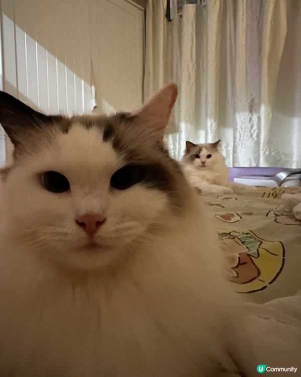 我家有三隻布偶貓和一隻緬因貓，牠們介乎三歲至四歲，平日最喜歡...