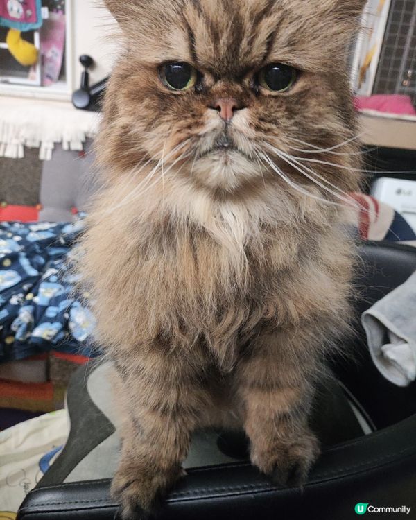 三個主子都是領養的；回家後都係我的心肝寶貝；