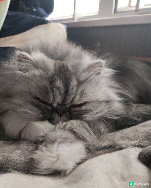 三個主子都是領養的；回家後都係我的心肝寶貝；