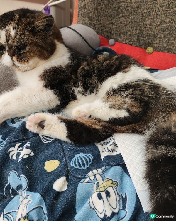 三個主子都是領養的；回家後都係我的心肝寶貝；