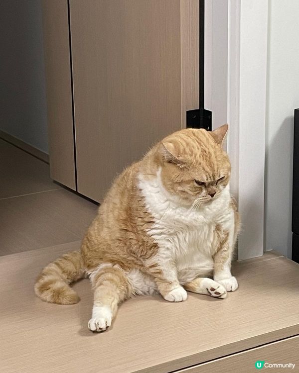 好食懶飛，挑食，食完在窗台睡，肚餓就抓人或叫