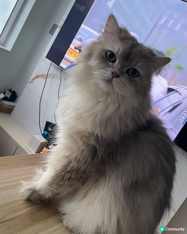 好食懶飛，挑食，食完在窗台睡，肚餓就抓人或叫