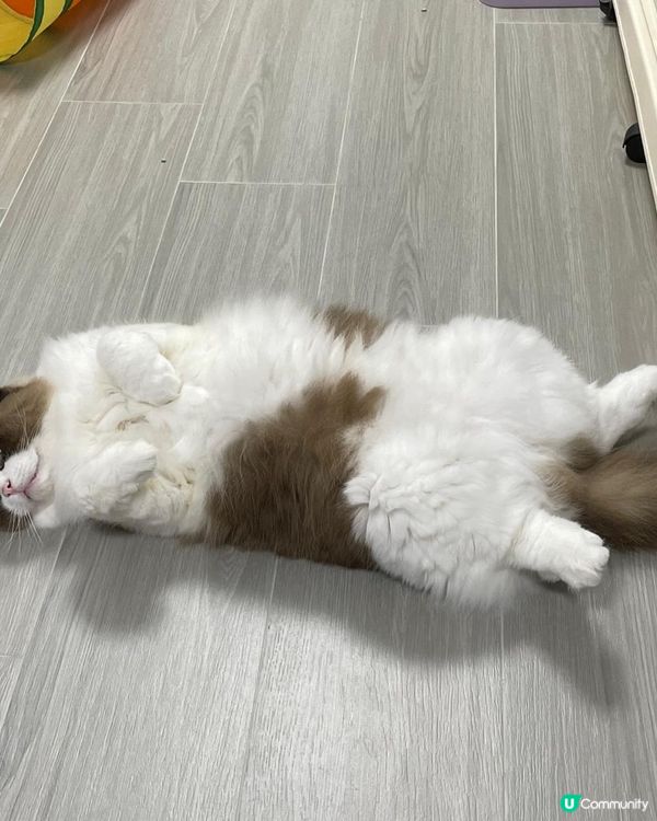 好食懶飛，挑食，食完在窗台睡，肚餓就抓人或叫