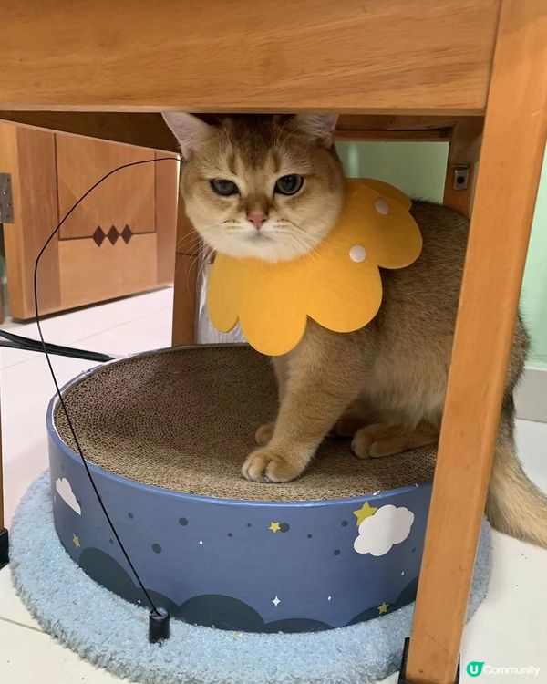 滴完眼藥水好委屈