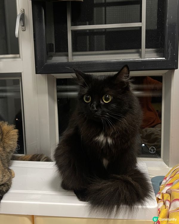 4隻貓咪都是港女?在家中經常偷拍她們