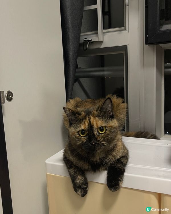 4隻貓咪都是港女?在家中經常偷拍她們